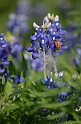 Kids_BlueBonnets_2012 (185)